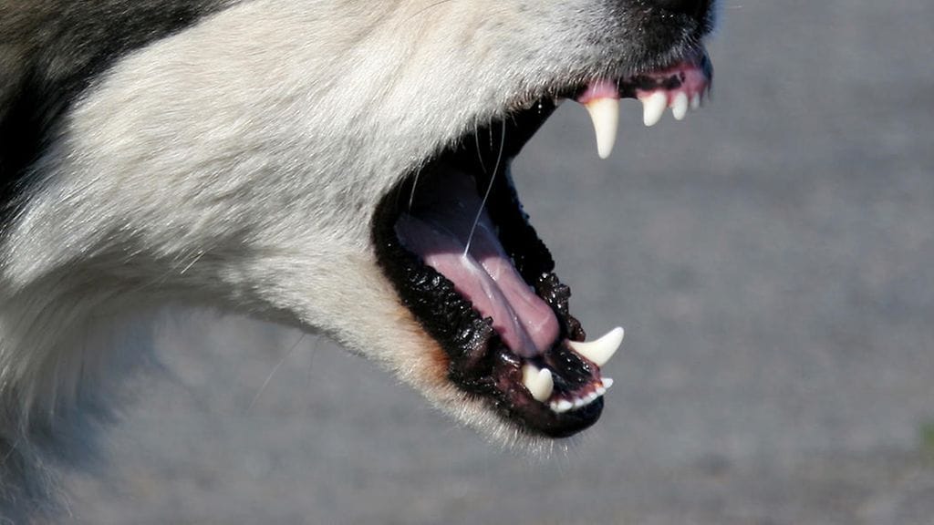 Kuvituskuvaa, kuvan koira ei liity tapaukseen.