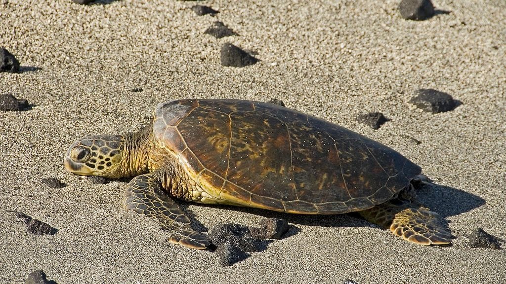 Merikilpikonnia tavataan pääasiassa trooppisilla ja subtrooppisilla merialueilla, mutta niitä vaeltelee usein pohjoisemmas etenkin Atlantilla. Kuvituskuva.