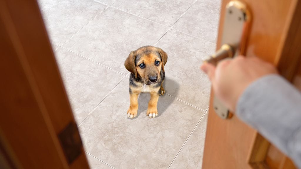 koira jää yksin kotiin