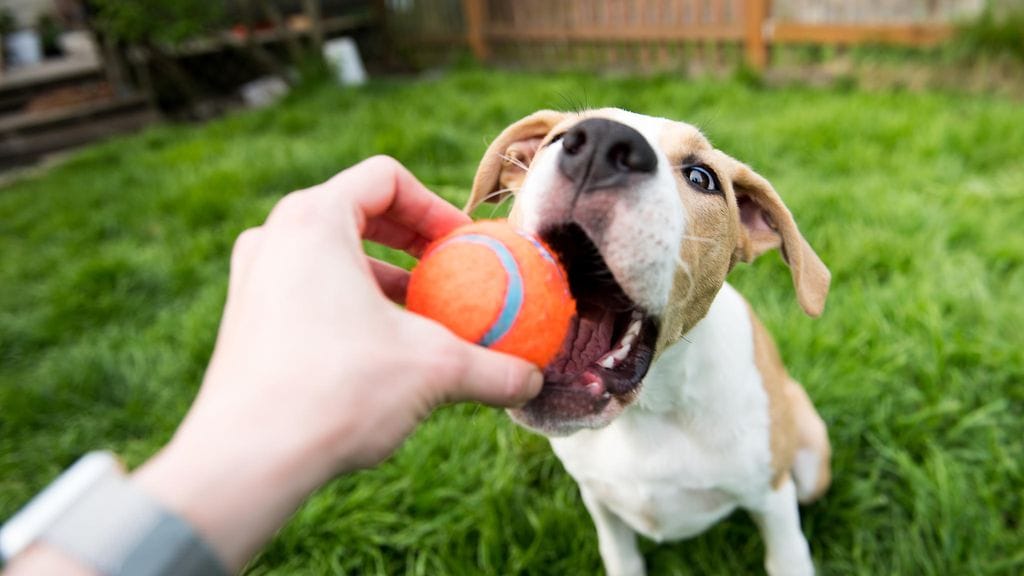 shutterstock_638210398