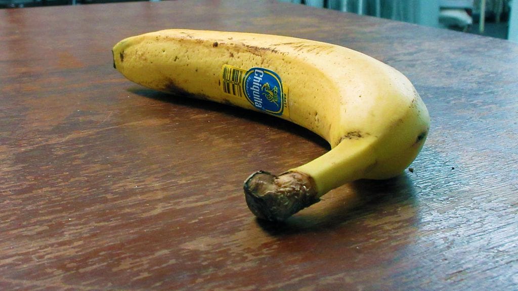 Mitä tapahtuu banaanille, jos sen jättää omilleen yhdeksäksi viikoksi? Kuvituskuva.