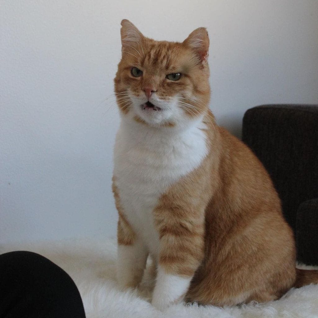 103501370_1118907115147533_5988017615687144666_n