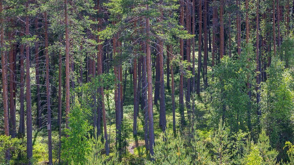 AOP metsä luonto