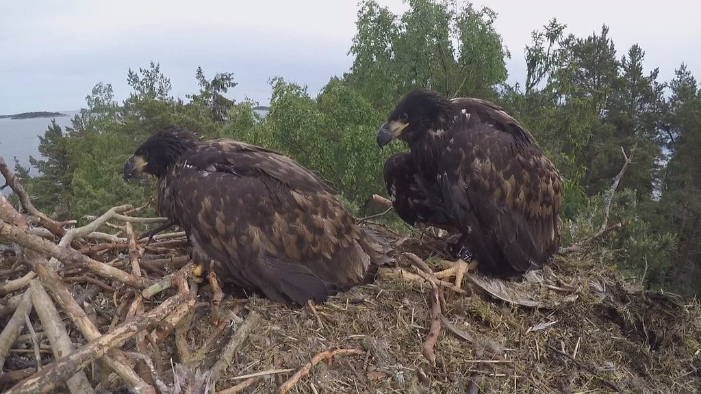 Merikotkat pesässä