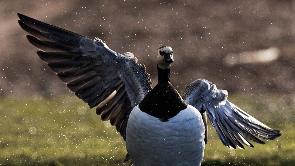 Hallituksessa on erimielisyyttä valmistelusta, joka tähtää valkoposkihanhien ja merimetsojen siirtämiseen metsästyslain piiriin.