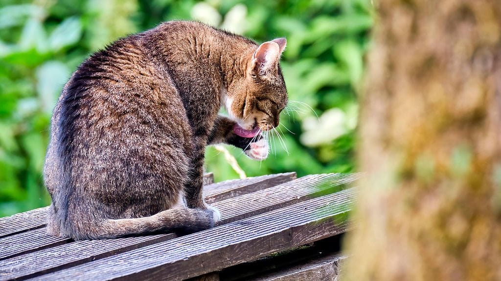 Kuvituskuvaa, kuvan kissa ei liity tapaukseen.