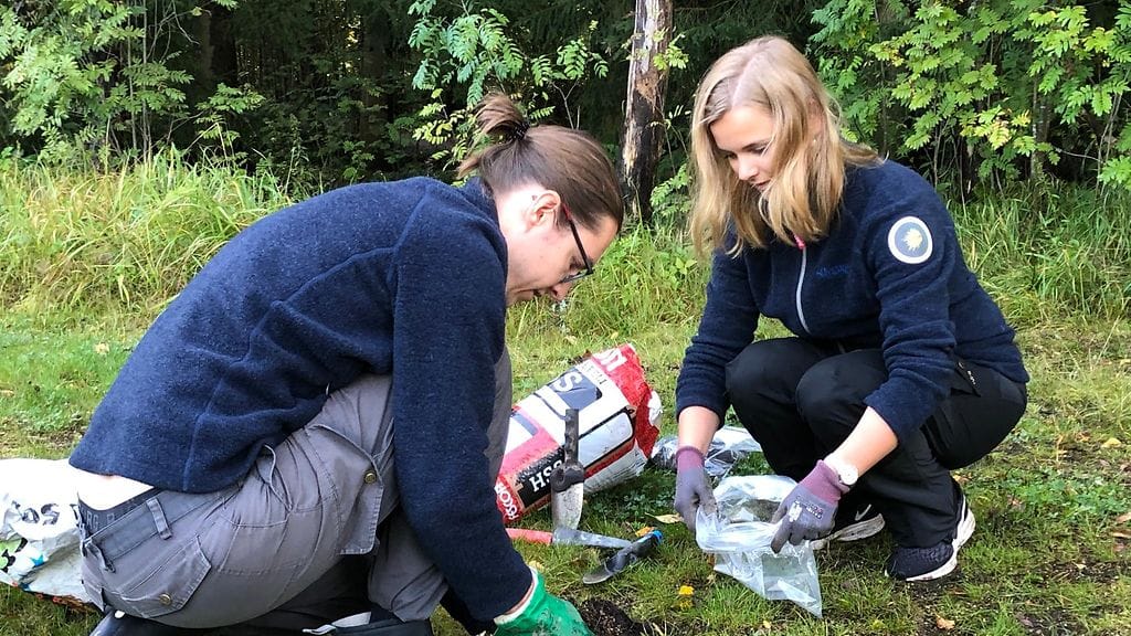 Tekonurmi, kumirouhe, tutkimus, Pirkkola