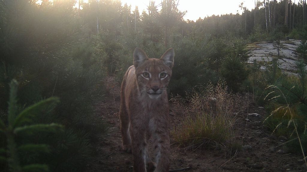 Ilves kuva riistakamera
