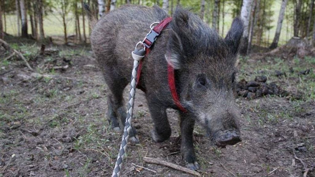 983711_562803260439327_1561844556_n