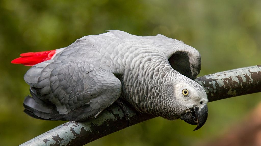 Brittinainen joutui itse palokunnan pelastamaksi yritettyään pelastaa siskonsa linnun puusta. Kuvituskuva.