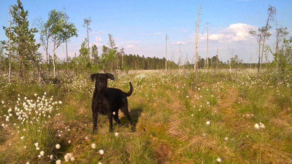 Tolvi Sankarikoira 2020