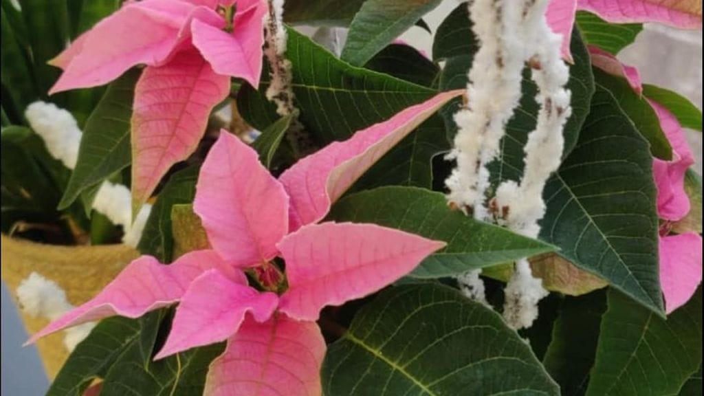 ÄLÄ KÄYTÄ MUISSA JUTUISSA Tainan lahjakukat kuvaaja Ville Meronen