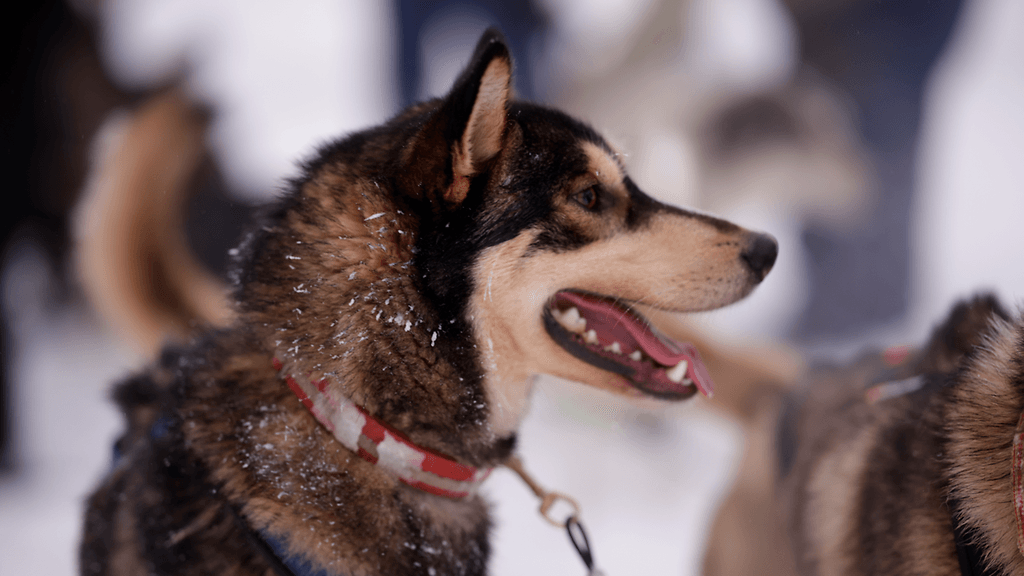 OMA: husky, koira, saariselkä, lappi