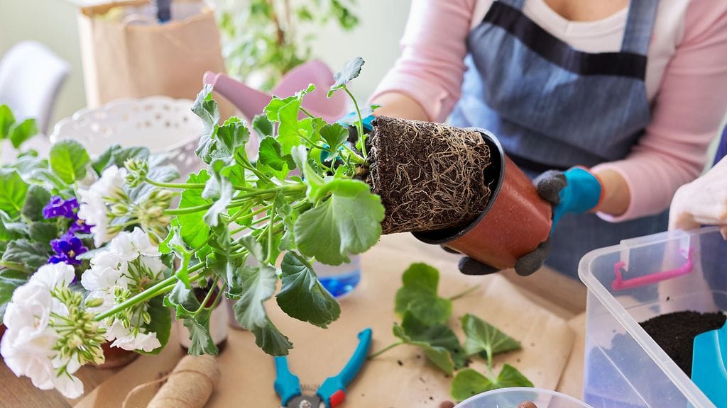 shutterstock_1742597297