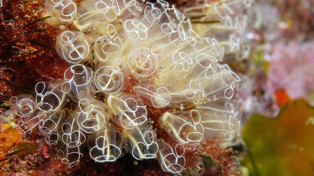 AOP_25.2AKDFE1_Merituppi