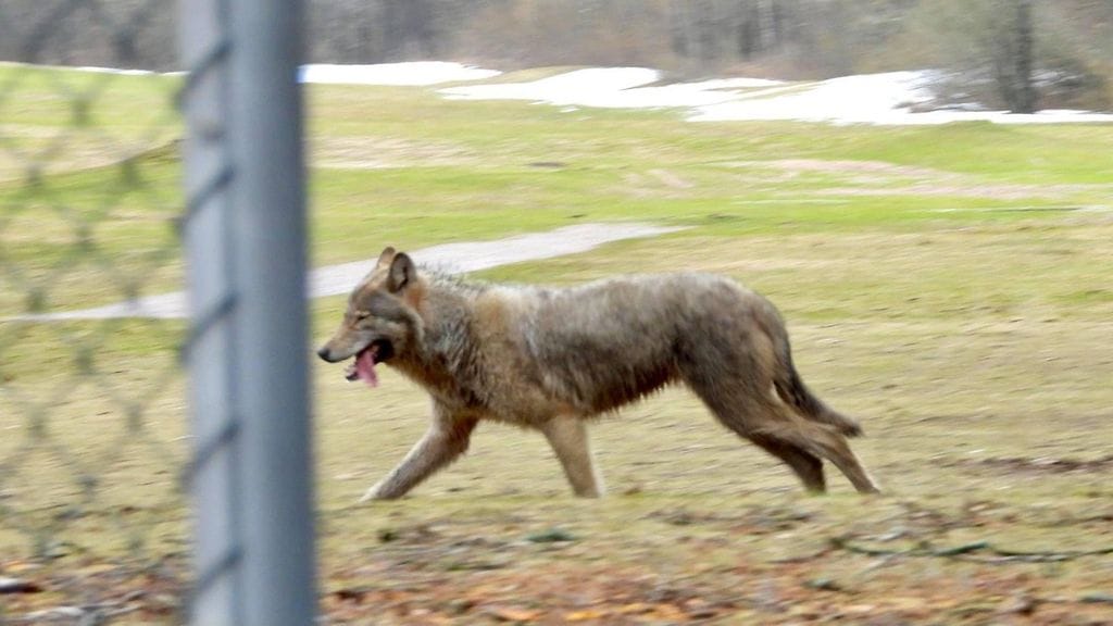 Susi juoksi viikonloppuna Nina Laurilan ohi. Kuva: Nina Laurila