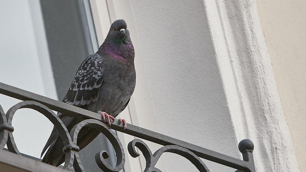 Erikan poissaollessa kyyhky oli asettunut taloksi. Kuvituskuva.