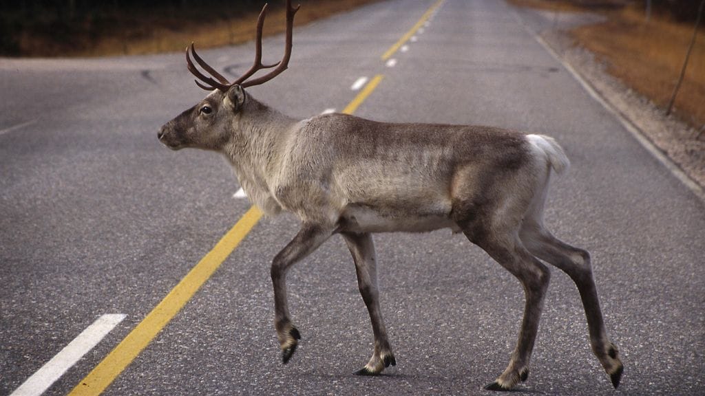 Poliisi tutkii porojen kuolemia.