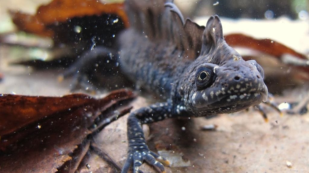 Rupiliskokoiras kutuasussa. (Kuva: Ville Vuorio.)