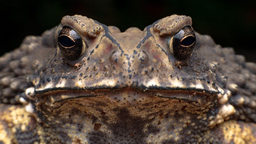 Jättisammakko teki Jimmy Hugosta somejulkkiksen. Kuvituskuva.