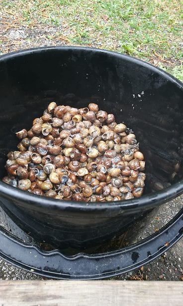 kotiloita ämpärissä