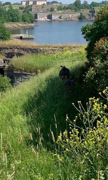 Hirvikaksikko Suomenlinnassa