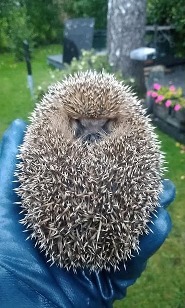 Siilit hyvinkäällä