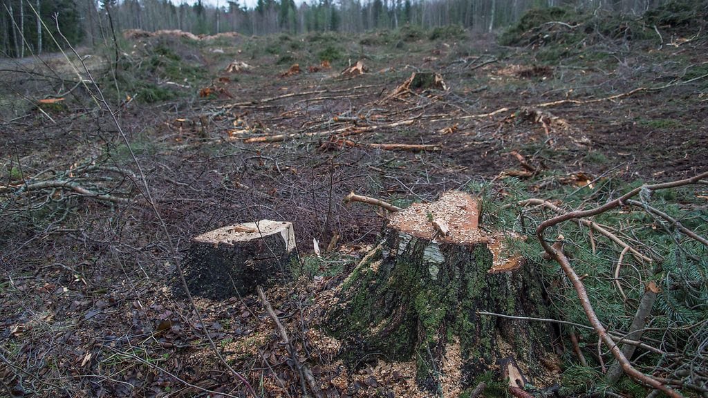 Kuvassa puiden kantoja avohakkuutyömaalla Rauman Hanhisissa 1. joulukuuta 2018.