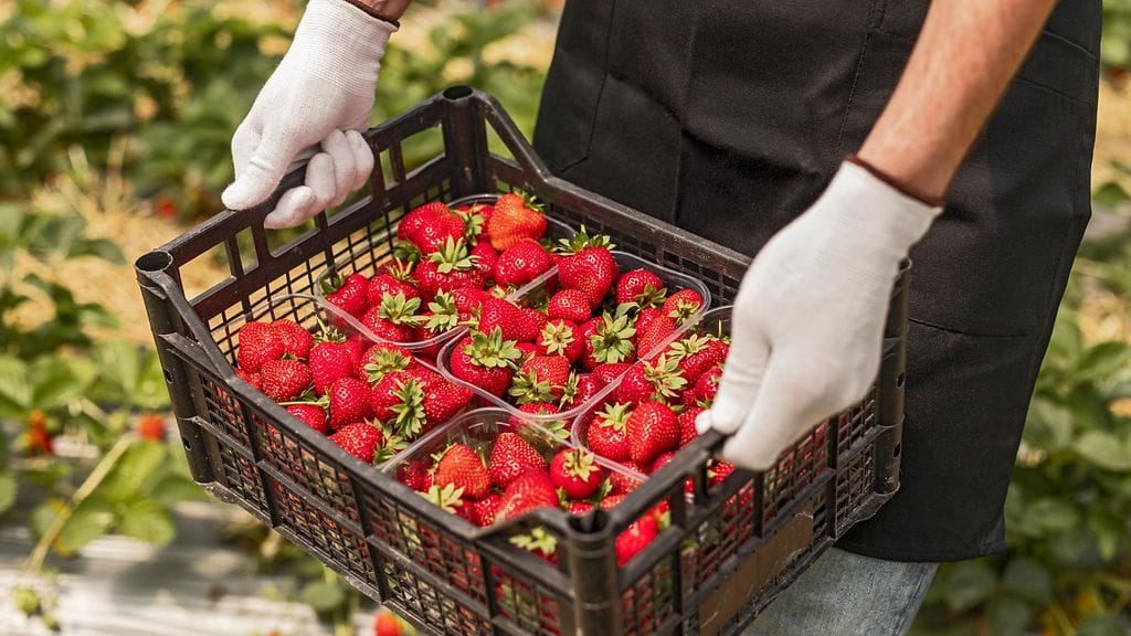 Mansikan makeudeun voi joskus päätellä myös päältäpäin.