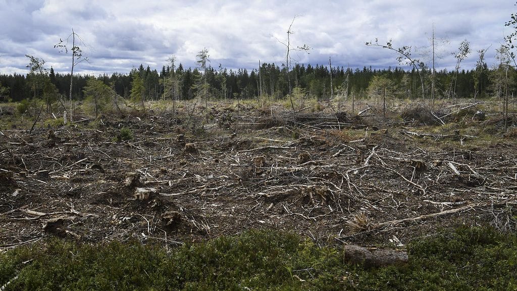 Hakkuuaukea Sotkamossa.