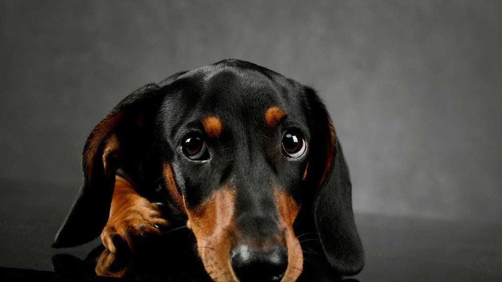 Mäyräkoira joutui pinteeseen. Kuvan koira ei liity tapaukseen.