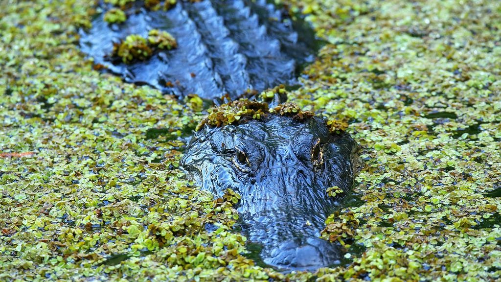 Kalastajat pelästyivät pahanpäiväisesti, kun he hoksasivat alligaattorin lymyilevän aivan rannan tuntumassa. Kuvituskuva.