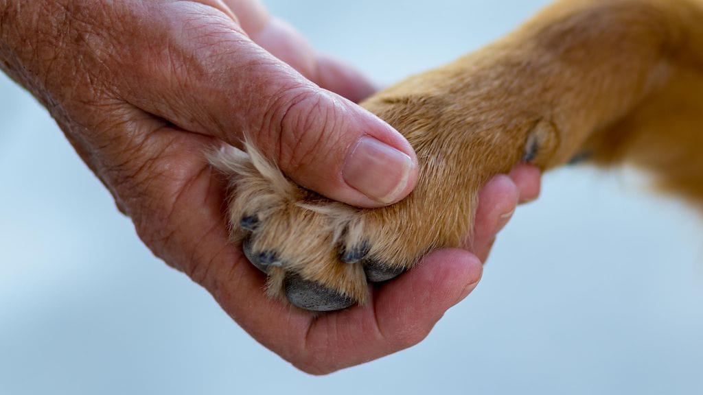 Koiran pelastaminen viemäristä kesti 10 tuntia.