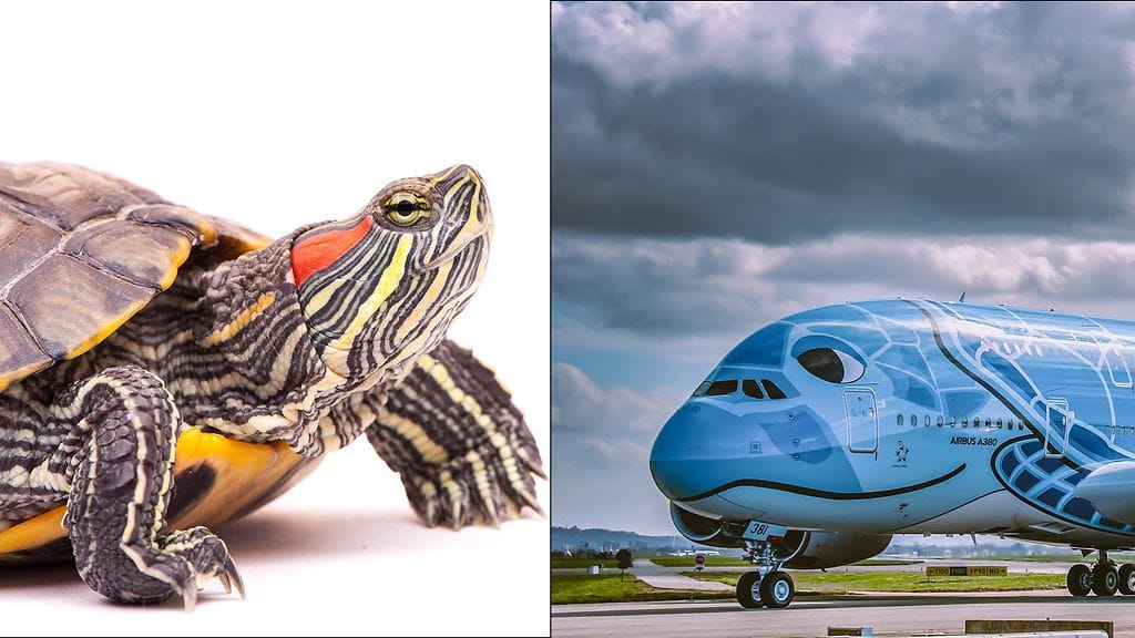 All Nippon Airways -lentoyhtiö ei pistänyt kilpikonnan vierailua pahakseen. Kuvituskuvat.