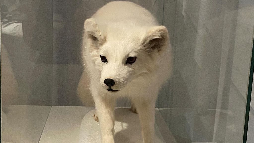 naali, äärimmäisen uhanalainen, Luomus