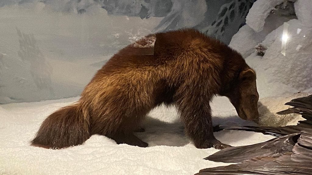 Ahma, erittäin uhanalainen