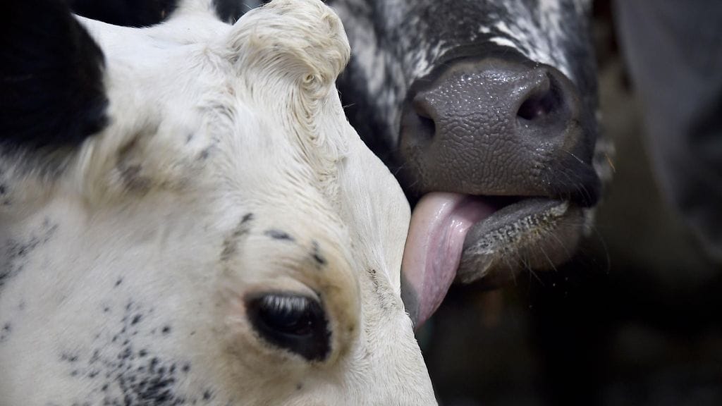 Ruotsalaisella maatilalla syntyi "zombivasikoita"/kuvituskuva