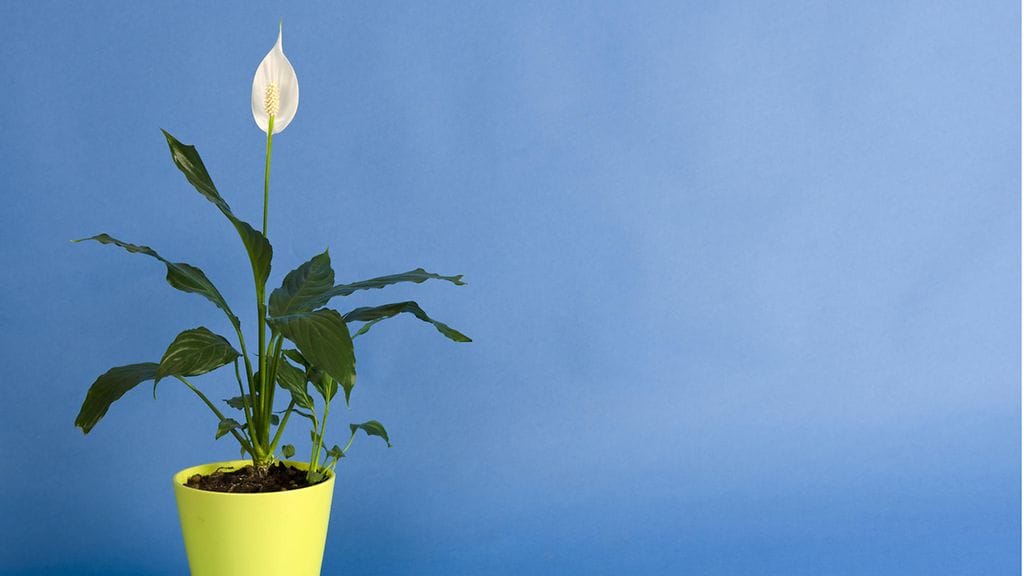 kirjovehka, huonekasvi