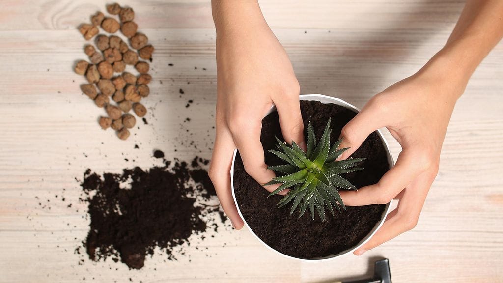 viherkasvi, huonekasvi, ruukun vaihto, mullan vaihto