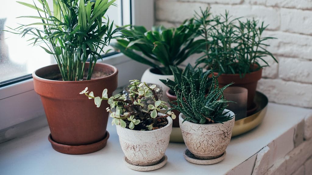 viherkasvi, huonekasvi, kasviruukku