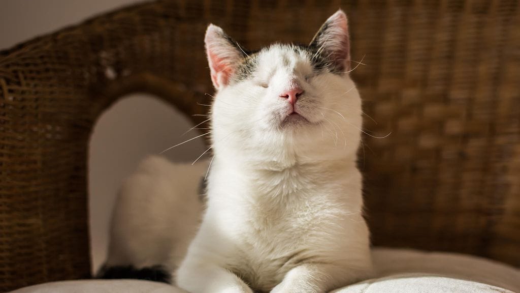 Sokea kissa saattaa elää hyvin samantapaista elämää kuin näkeväkin. Kuvituskuva.