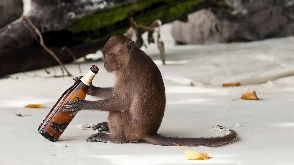 Alkoholi maistuu myös muille nisäkkäille kuin ihmisille. Kuvituskuva.