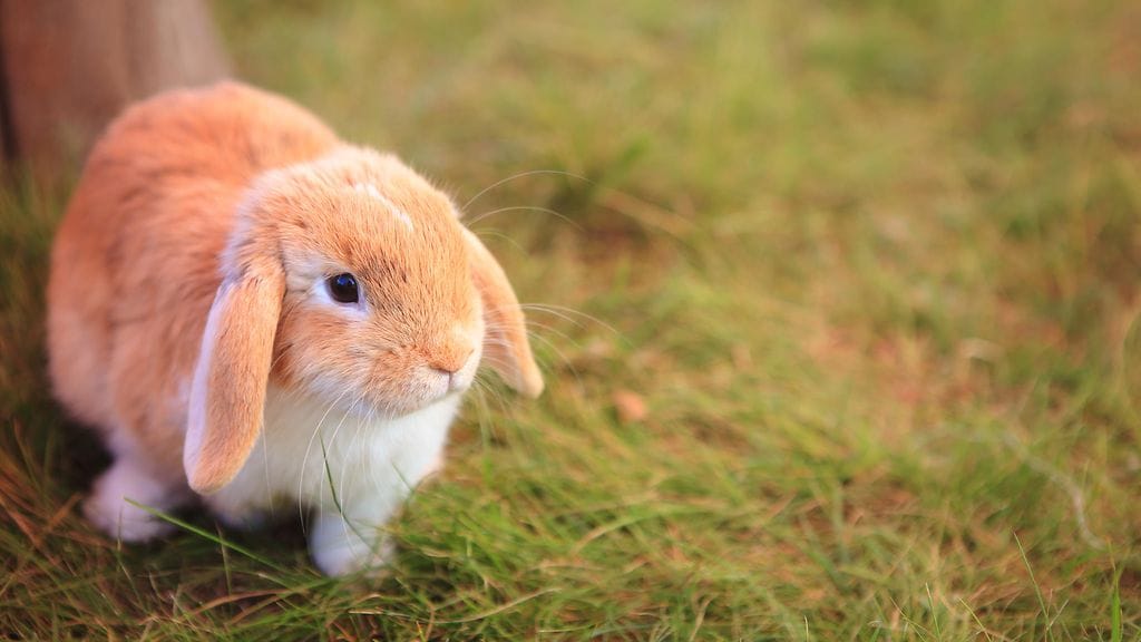 Luppakorvainen kani on valloittanut tuhansien sydämen Instagramissa. Kuvituskuvaa.