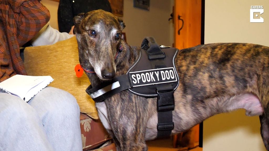 Älä käytä muissa jutuissa_Bond kummituskoira