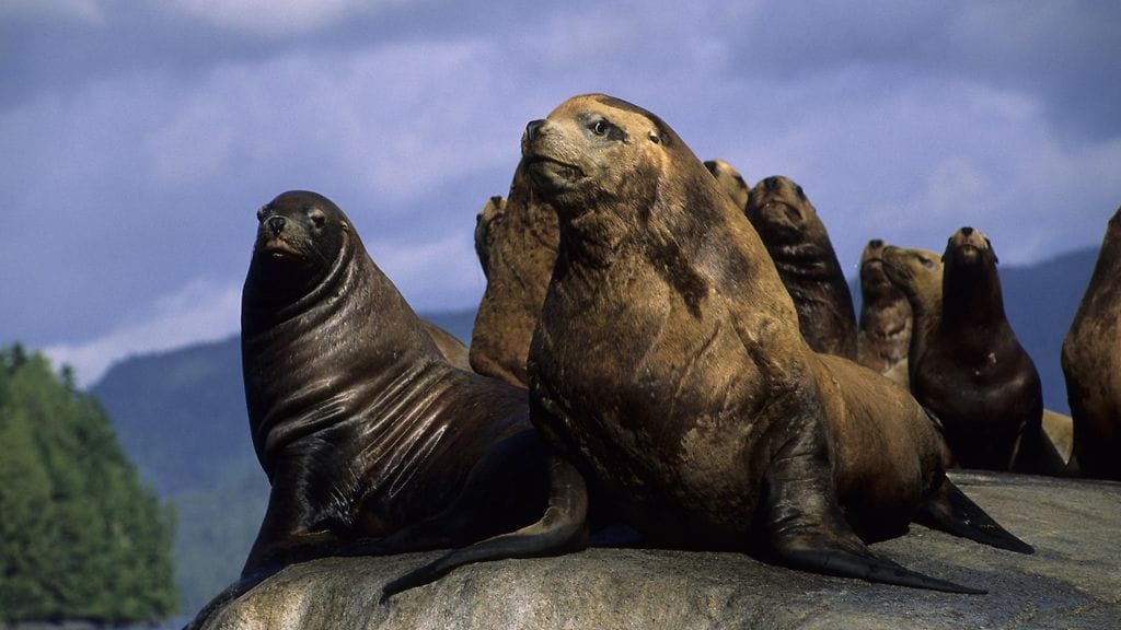 Kuvituskuvaa merileijonista.