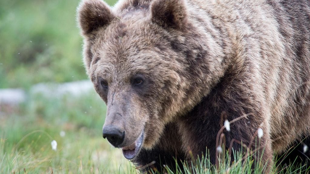 Kuvituskuva. Kuvan karhu ei tiettävästi liity tapaukseen.