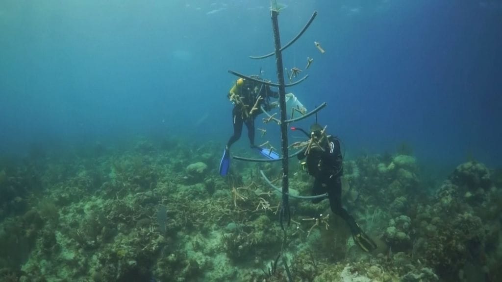 Sukeltajat ripustavat koralliriutasta irronneita palasia kasvatustelineeseen.