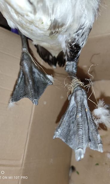 Valkoposkihanhi jalat sotkeutuneena siimoihin