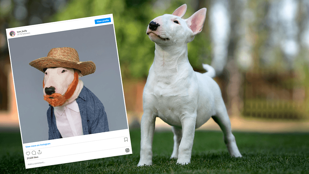 Bullterrieri Tom toimii kuin ammattilaismalli.