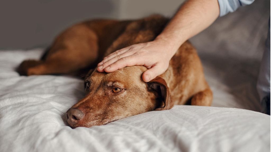 Koira voi havaita ihmisen stressin.
